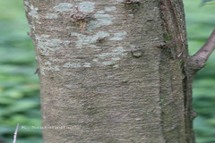 Phyllanthus acidus